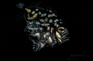 ~ Golden Eye ~
A very rare find and fascinating looking ... by Geo Cloete 
